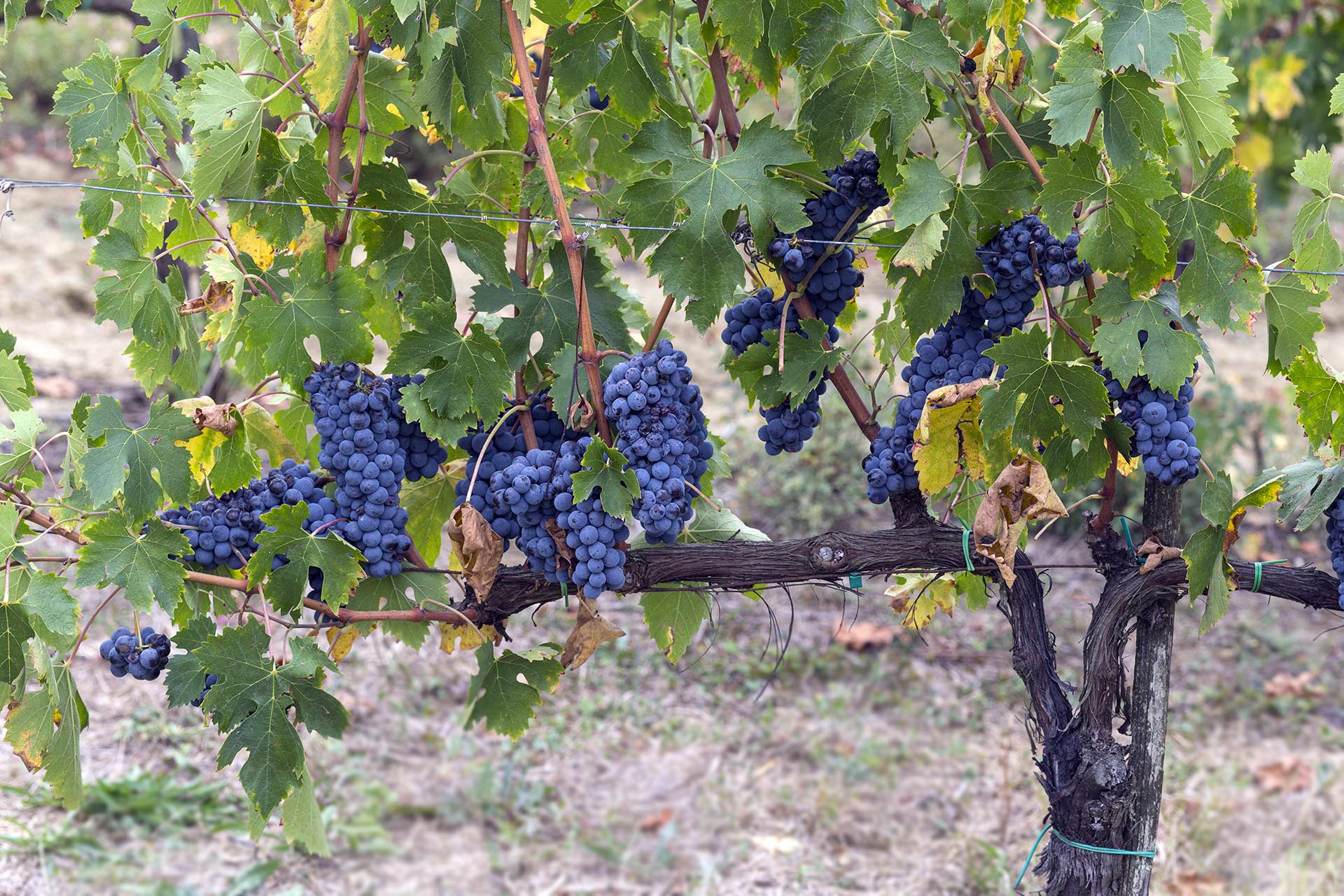 Grape harvest in Montepulciano, Tuscany, Italy